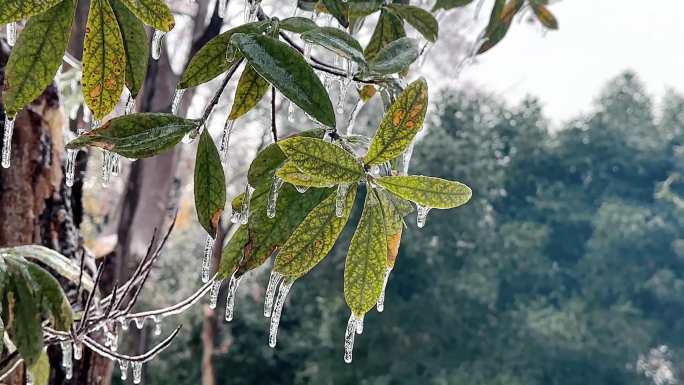 南方冬天冰雪灾害冻雨灾害极端天气