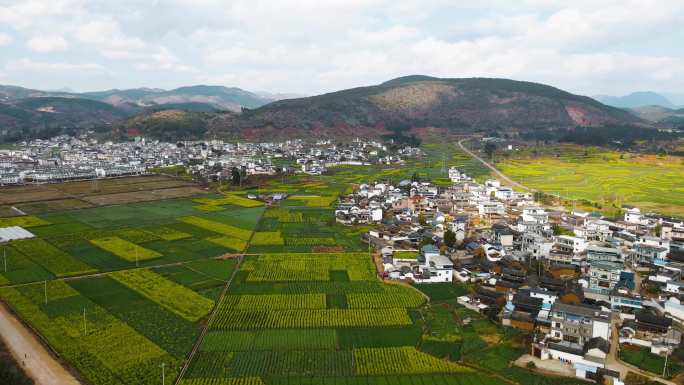 4K油菜花田航拍，乡村风景