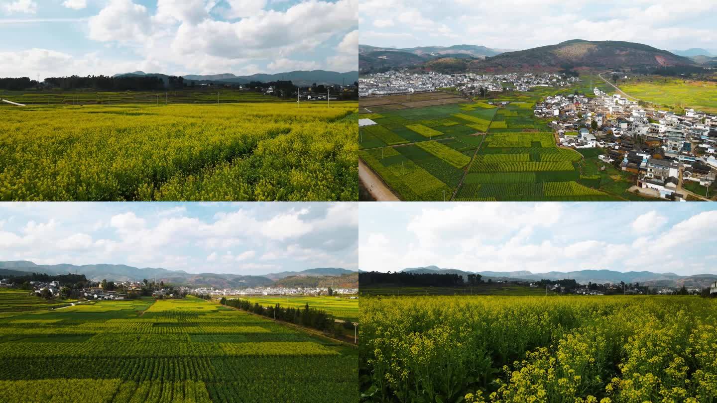 4K油菜花田航拍，乡村风景