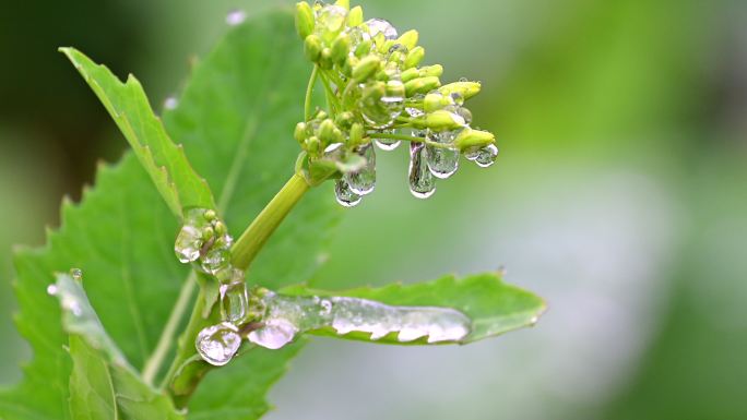 油菜花花朵上冰挂