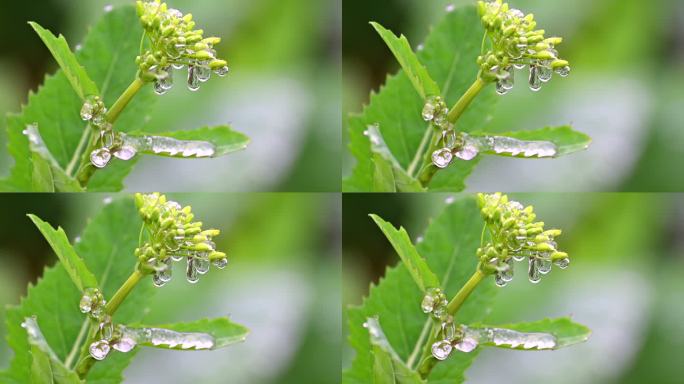 油菜花花朵上冰挂