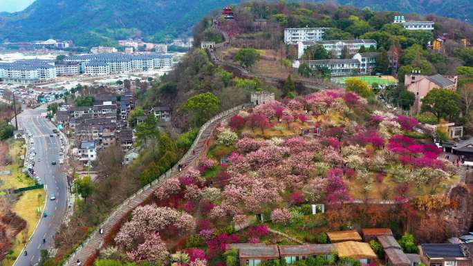 临海市台州府城文化旅游区，梅园，航拍