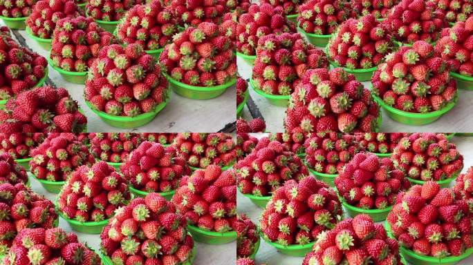 草莓盆装特写草莓