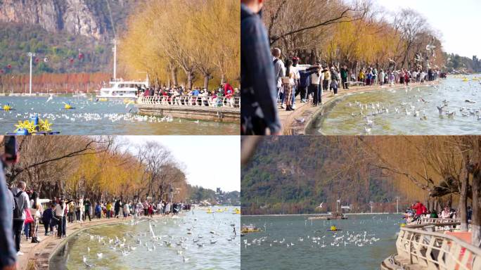 4K云南昆明滇池风景区游客喂红嘴鸥