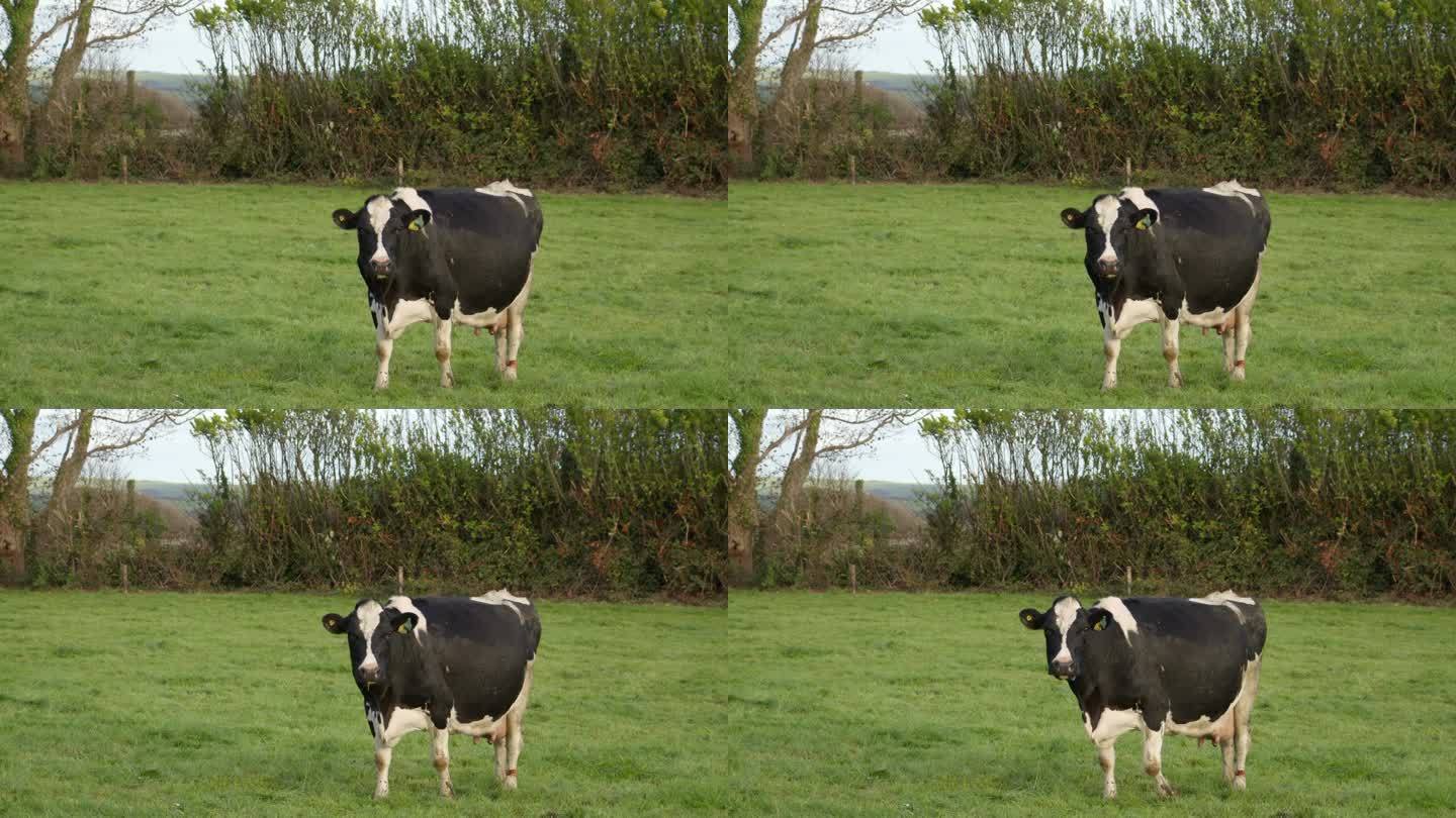 一头黑白相间的奶牛在咀嚼着食物，目不转睛地盯着画面。视频。