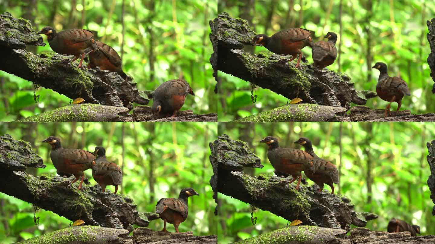 三只栗腹鹧鸪鸟正在一根长满苔藓的树枝上享用大餐