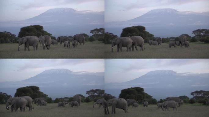 大象群在乞力马扎罗山下觅食时，两只小象在玩耍。