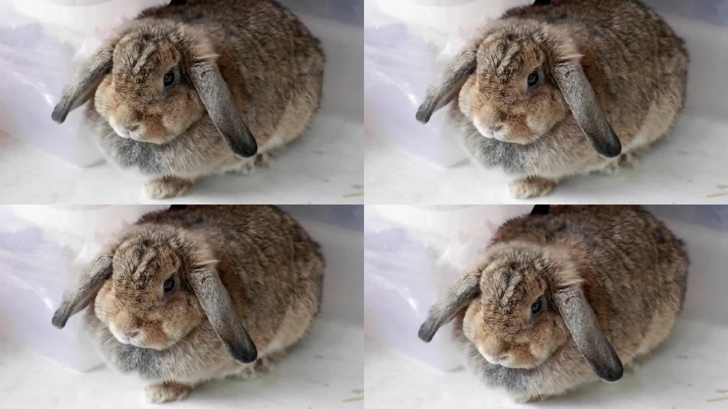 荷兰罗布兔