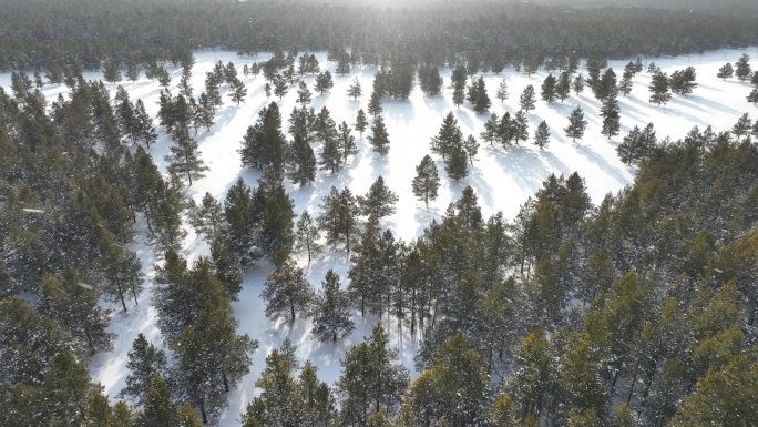 下雪时的林海雪原樟子松松林