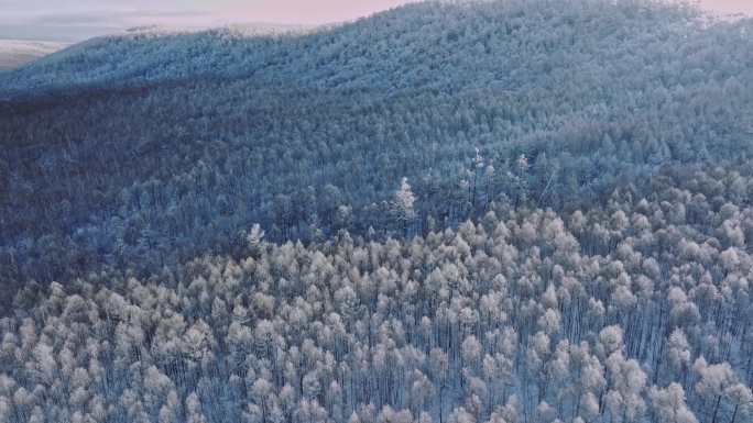 航拍大兴安岭冬日银装素裹雾凇雪凇