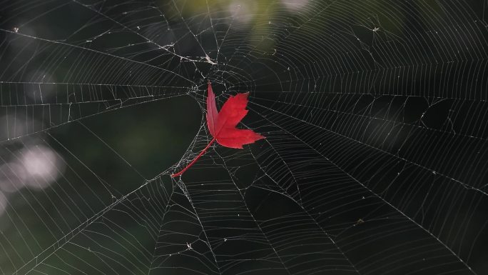 蜘蛛网上的红枫叶