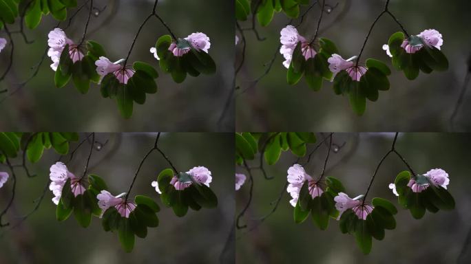 杜鹃花航拍原始素材