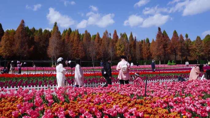 郁金香花园