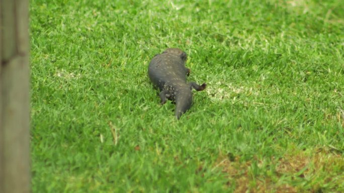 蓝舌蜥蜴在绿草地上爬行。白天阳光明媚，澳大利亚，吉普斯兰，马弗拉