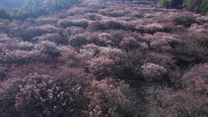 松鹤村桃花林航拍