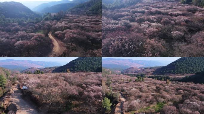 松鹤村桃花林航拍