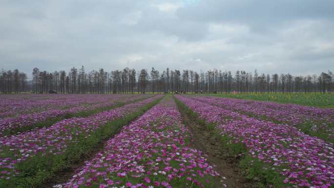 格桑花