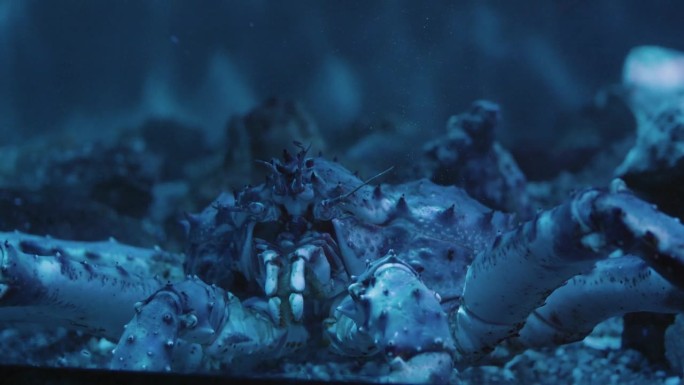 特写:海底深处的大蟹，灵巧地移动着钳子。螃蟹在自然栖息地，展示海洋生物的复杂性。雄伟的螃蟹，深海奇迹