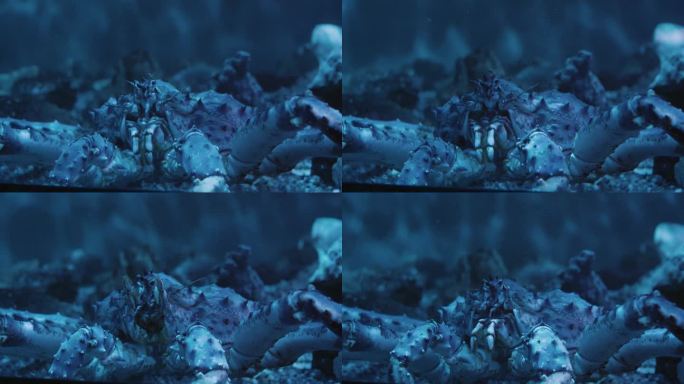 特写:海底深处的大蟹，灵巧地移动着钳子。螃蟹在自然栖息地，展示海洋生物的复杂性。雄伟的螃蟹，深海奇迹
