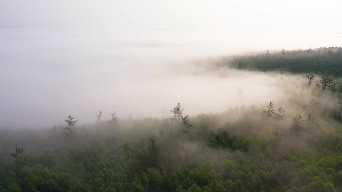 森林航拍 森林晨雾