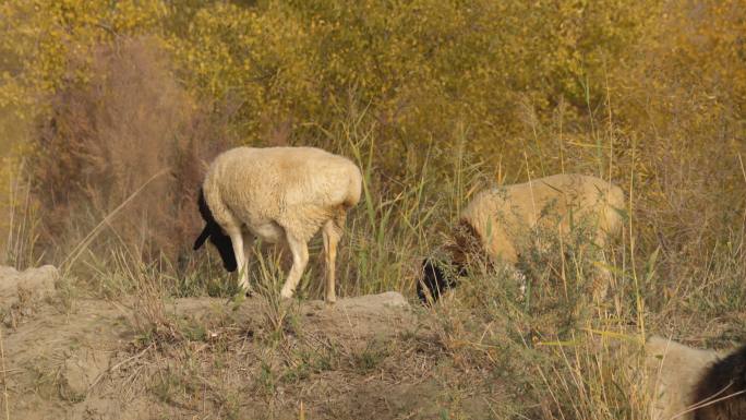 新疆荒漠戈壁 放羊