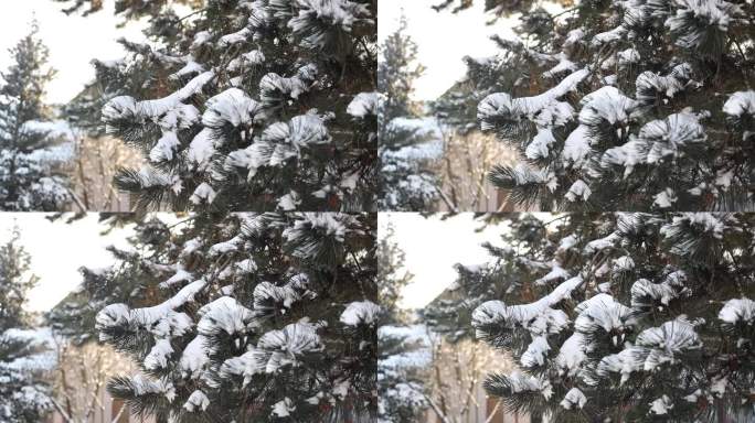 结霜的云杉树枝。室外霜景。雪冬天的背景。自然森林轻景观。美丽的树和日出的天空。晴天、下雪、风景优美、