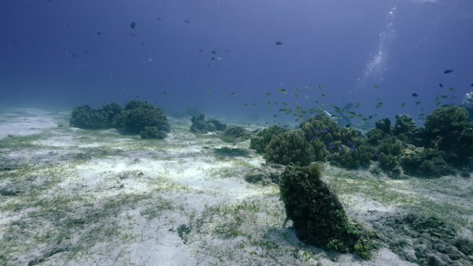 海洋海底生物海龟水肺潜水员