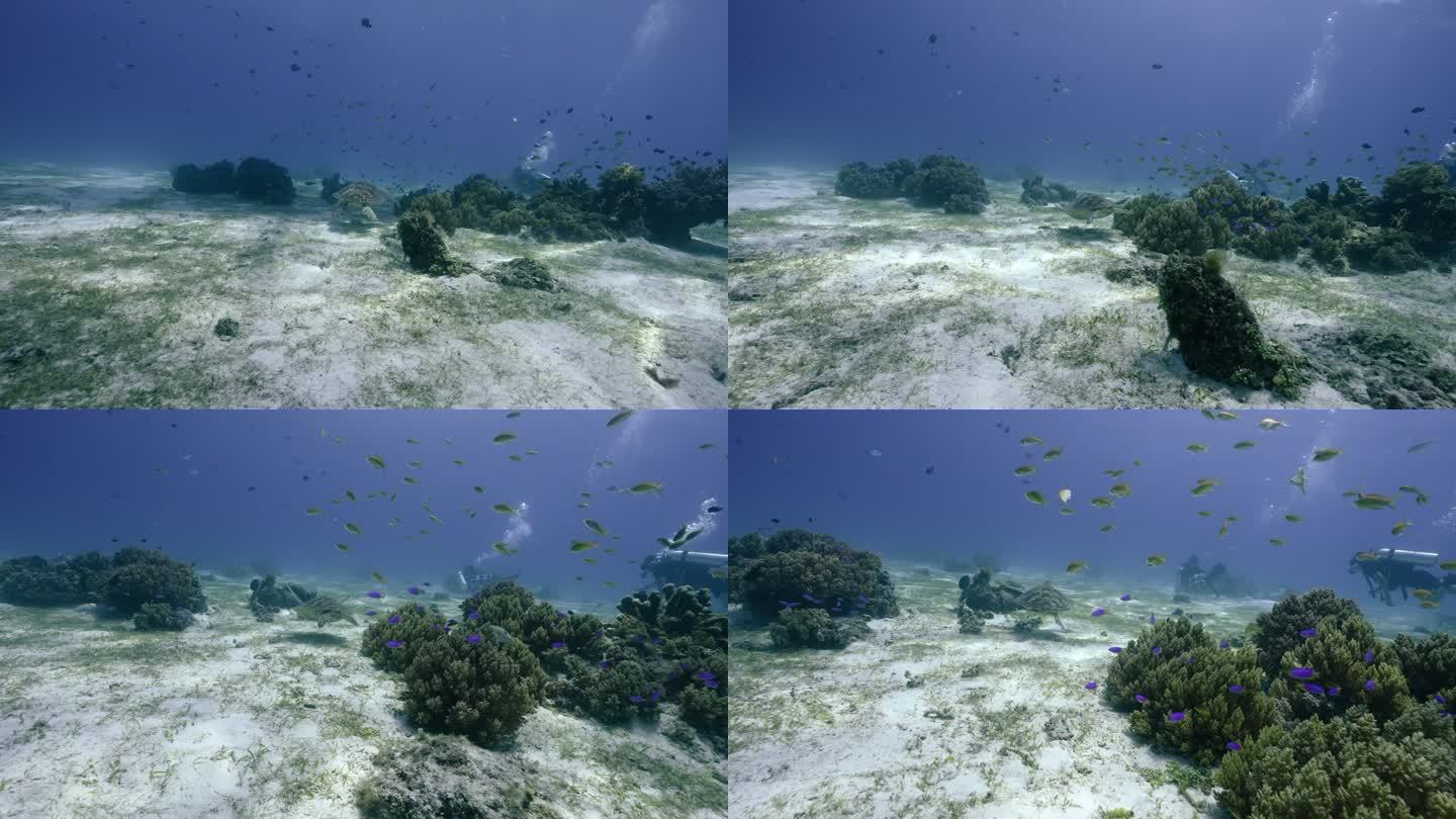 海洋海底生物海龟水肺潜水员