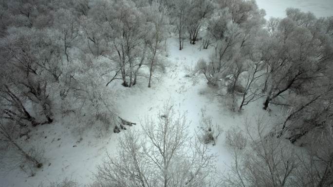 航拍东北哈尔滨雪原树林雪淞风光冰雪世界