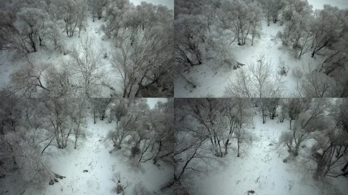 航拍东北哈尔滨雪原树林雪淞风光冰雪世界