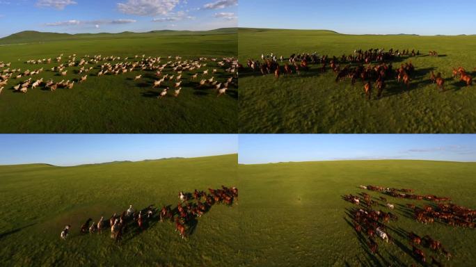 骏马和羊在草原上奔跑