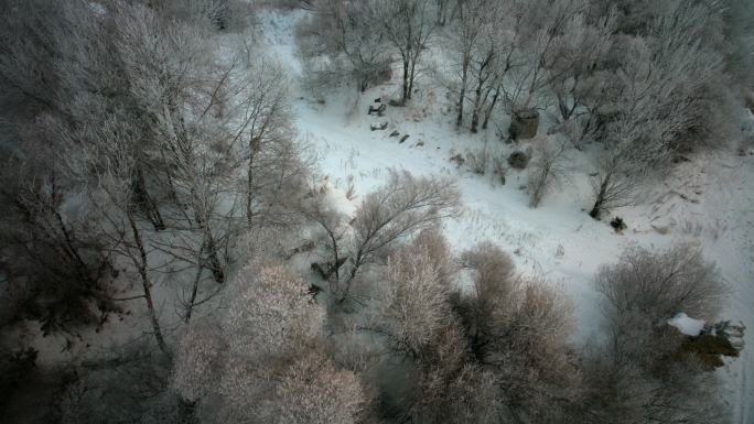 航拍东北哈尔滨树林雪淞树挂风光冰雪世界