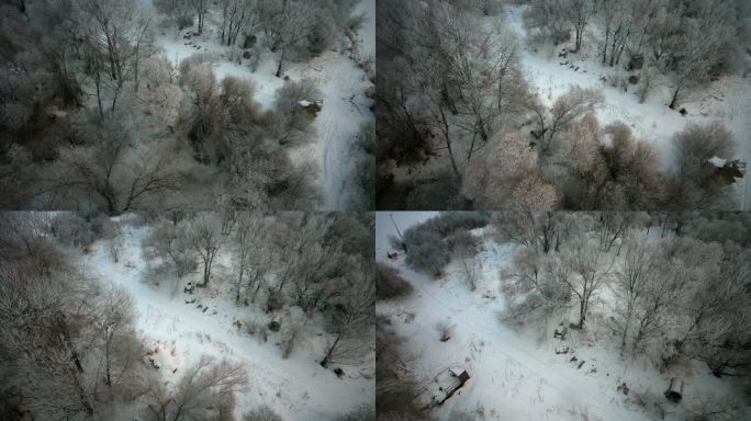 航拍东北哈尔滨树林雪淞树挂风光冰雪世界