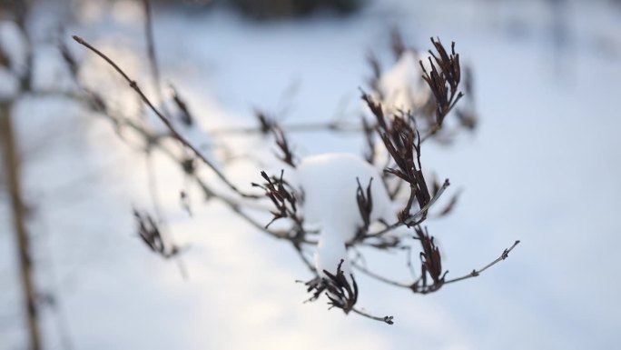 降雪背景下的树枝。片片雪花飘落在冬日的风景中。