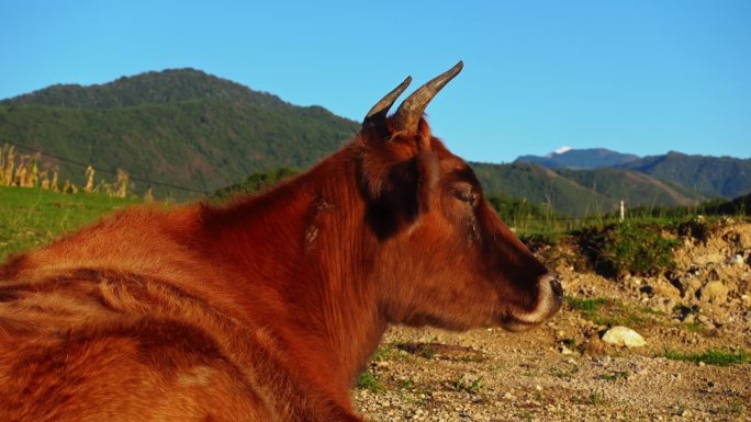 在晴朗的夏日，红色的牛头站在田野上，背景是山脉