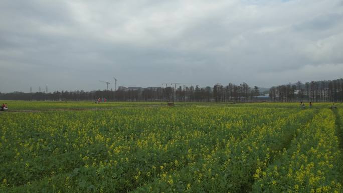 斗门五山新村油菜花