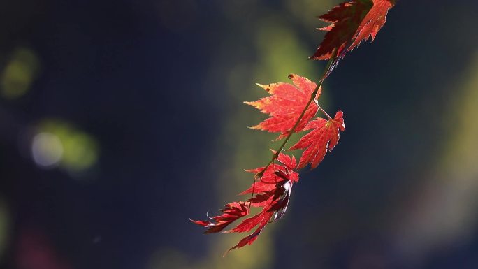 秋天里逆光的枫叶 八组镜头