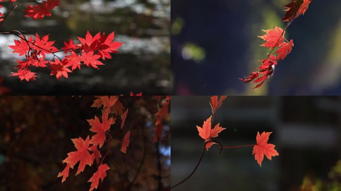 秋天里逆光的枫叶 八组镜头