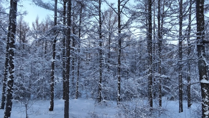 林海雪原松林雾凇