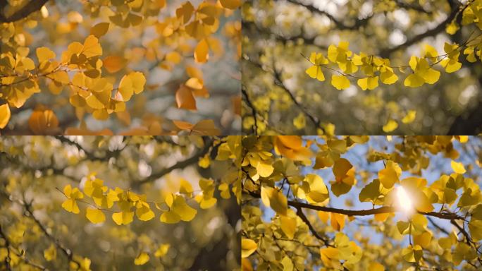 银杏树 阳光透过树 素材背景 落叶 秋景