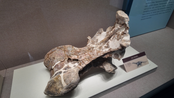 广西自然资源博物馆实拍标本恐龙化石鸟类