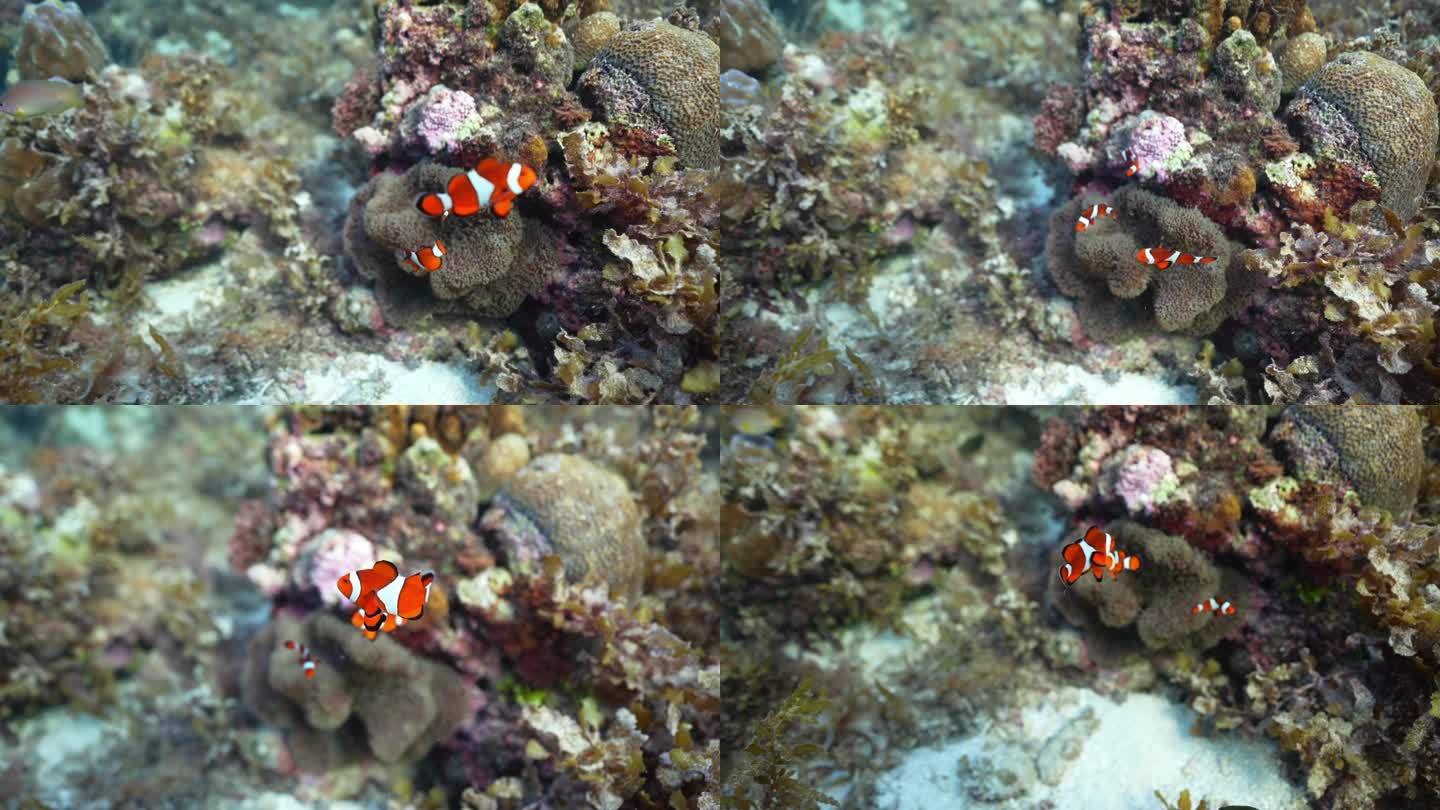 海洋海底小丑鱼海洋生物珊瑚