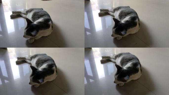 猫在地板上睡得很香