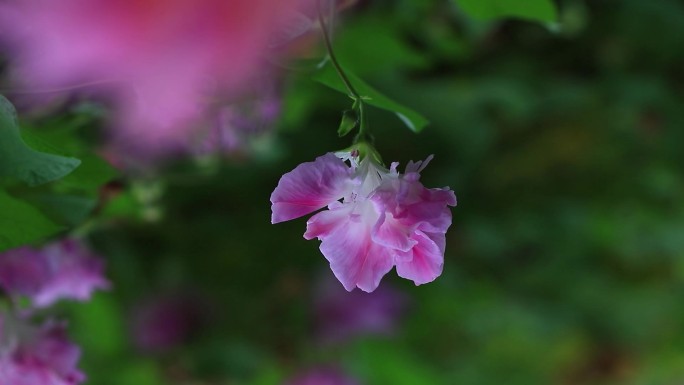 粉色的重瓣牵牛花