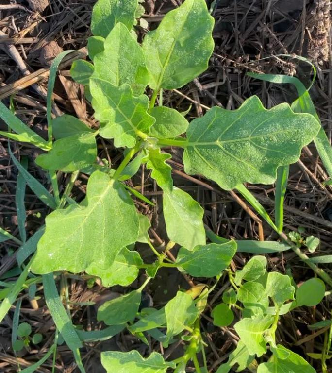 菜园，茄子树竖屏种植绿色