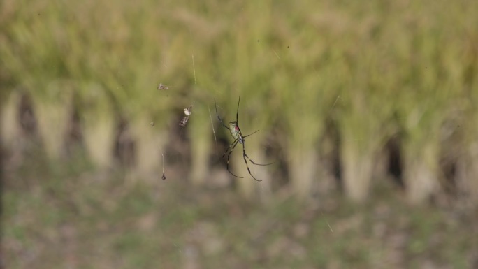 稻田里一只蜘蛛挂在网上的特写，背景是散焦的绿色植物