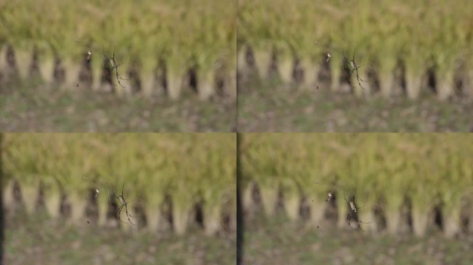 稻田里一只蜘蛛挂在网上的特写，背景是散焦的绿色植物