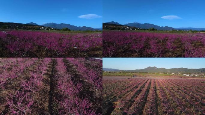 桃花花海