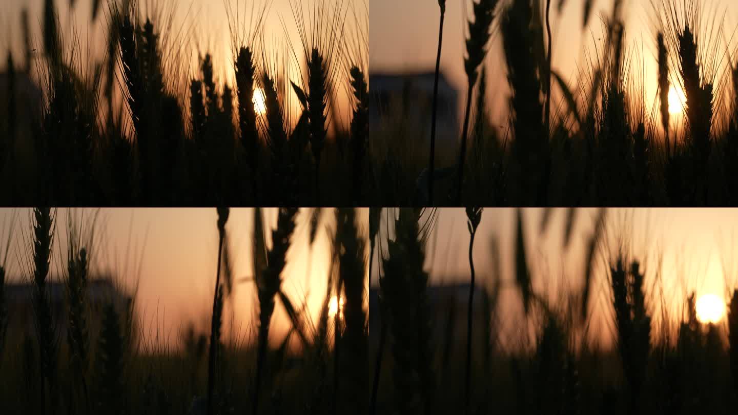 夕阳下的麦田