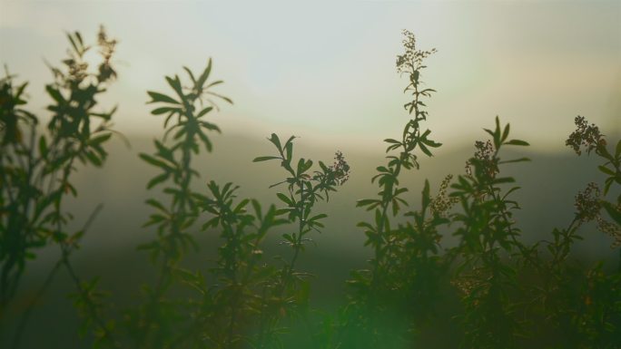 夕阳下的植物